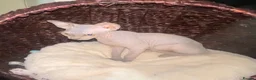 Sphynx cats for sale: Beautiful coloured kittens Spinx   - Advert 2