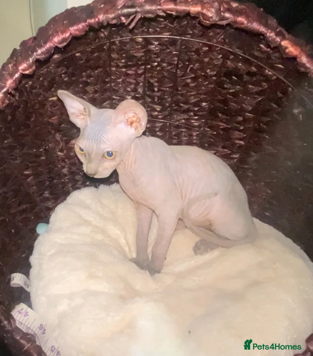 Sphynx cats for sale: Beautiful coloured kittens Spinx   - Advert 2