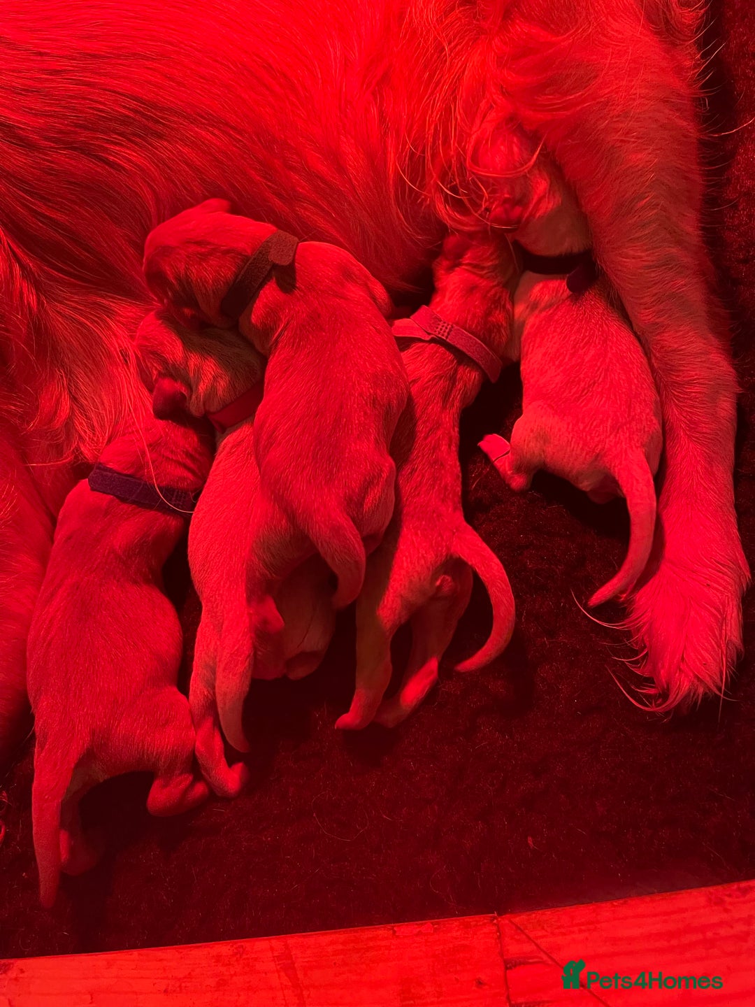 Goldador dogs for sale: Adorable Goldador Puppies - Ready 12th Feb - Advert 3