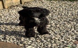 Toy Poodle dogs for stud: Black Toy Poodle  - Image 2