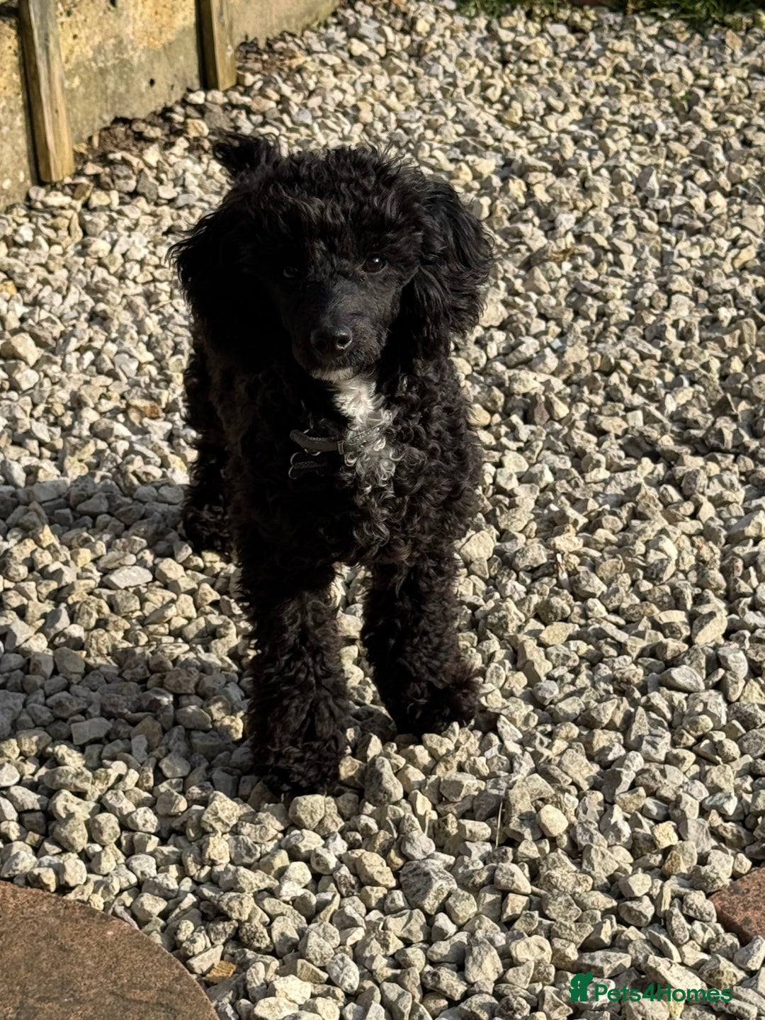 Toy Poodle dogs for stud: Black Toy Poodle  - Image 2