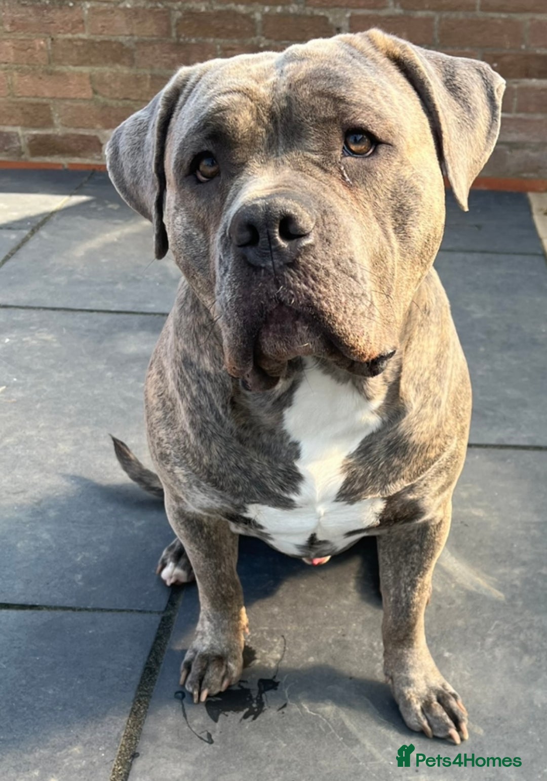 Mixed Breed dogs for stud: Dog for stud - Advert 2