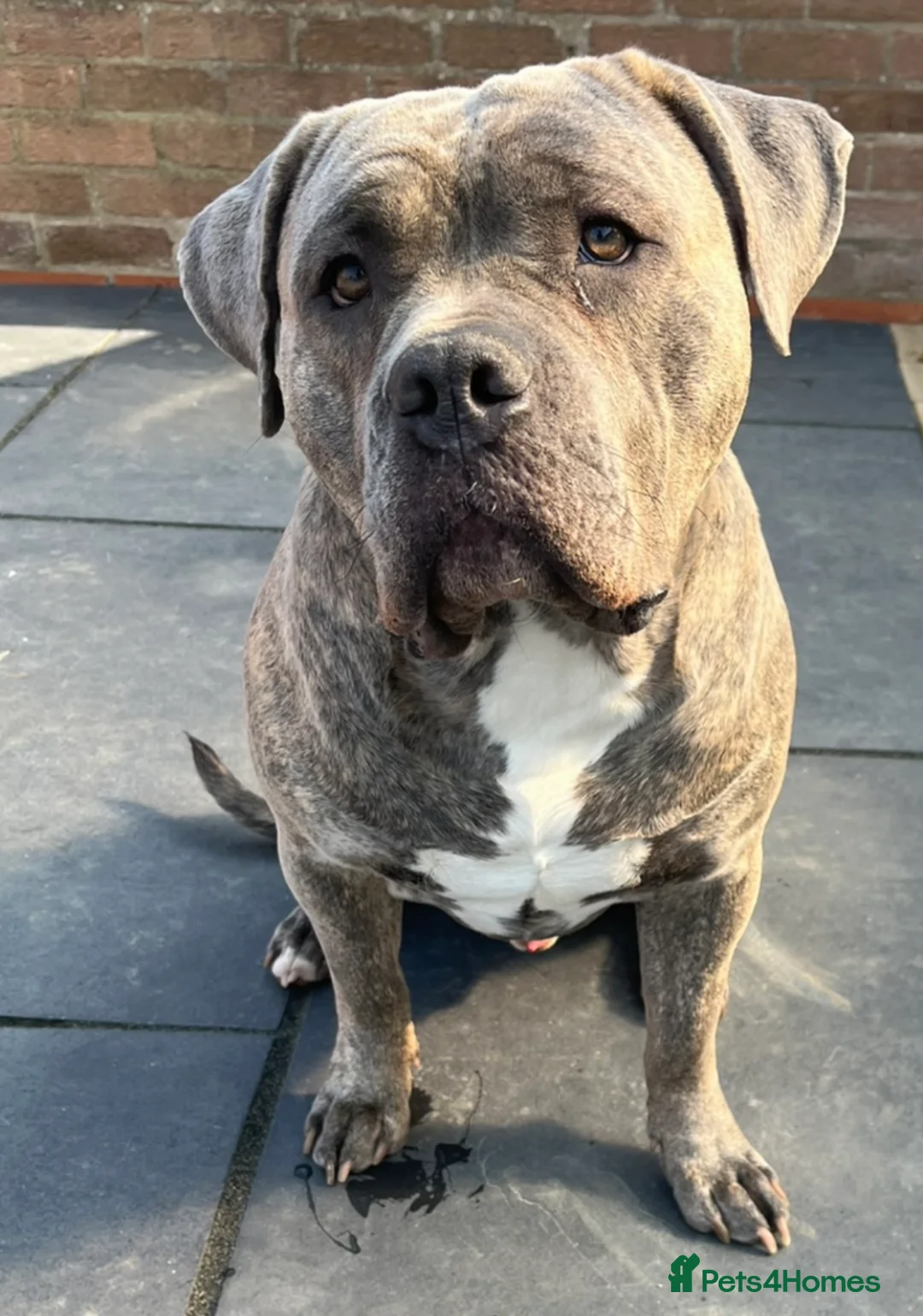 Mixed Breed dogs for stud: Dog for stud - Advert 2