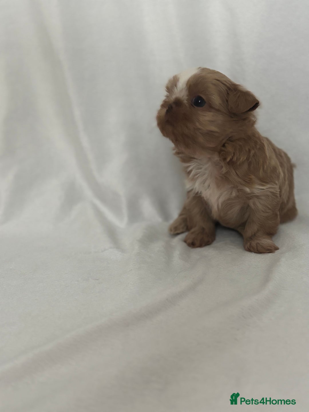 Shih Tzu dogs for sale: KC Imperial Shih Tzu puppies  - Advert 3