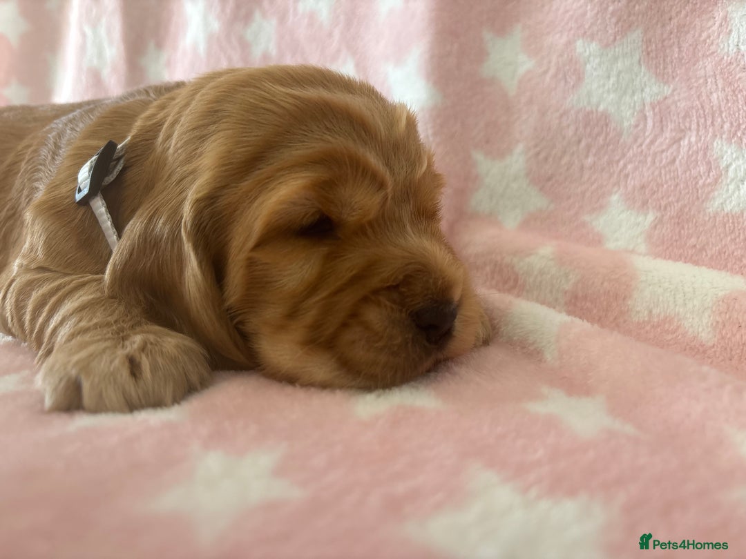Cocker Spaniel dogs for sale: KC Reg show Type Cocker Spaniels VILLASPANIOL sire - Image 12