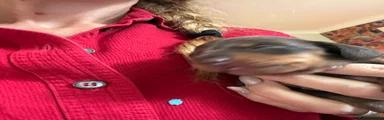 Miniature Dachshund 5 Star 