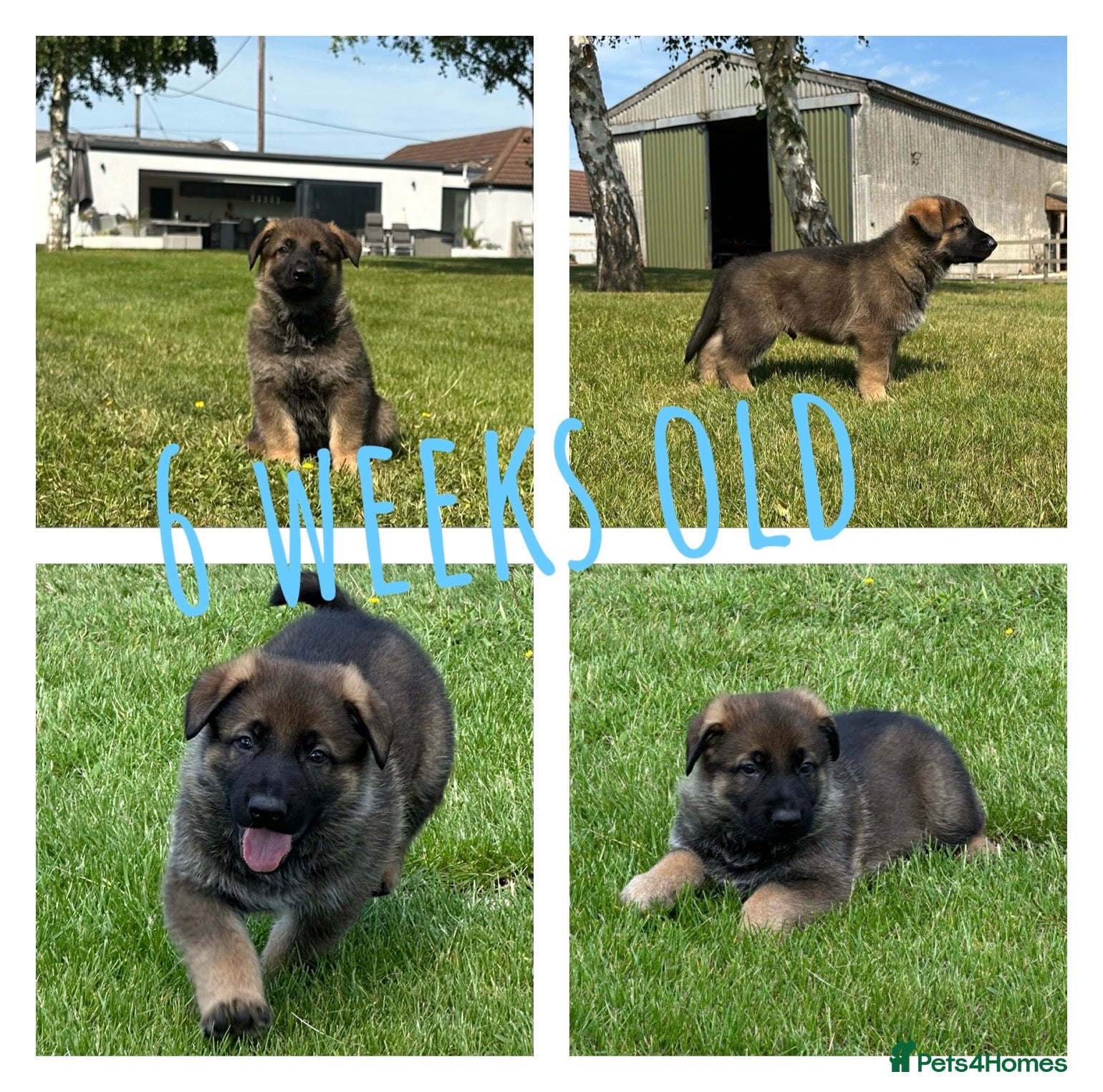 German Shepherd dogs Stunning KC Registered German Shepherd Puppies   - Advert 2