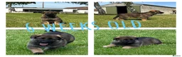 German Shepherd dogs for sale: Stunning KC Registered German Shepherd Puppies   - Advert 2
