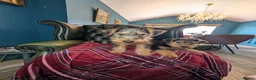 Welsh Terrier dogs for sale: Outstanding Litter of Champion Line Welsh Terriers - Advert 23