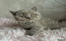 British Shorthair cats for sale: Adorable British Shorthair kittens GCCF registered - Image 17