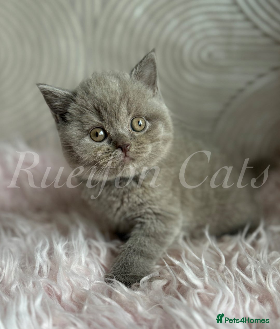 British Shorthair cats for sale: Adorable British Shorthair kittens GCCF registered - Image 17