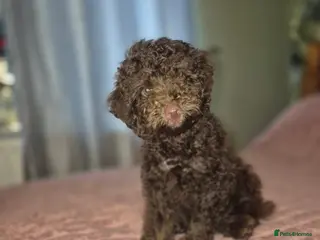 Miniature Poodle dogs Miniature poodle puppies - Advert 1