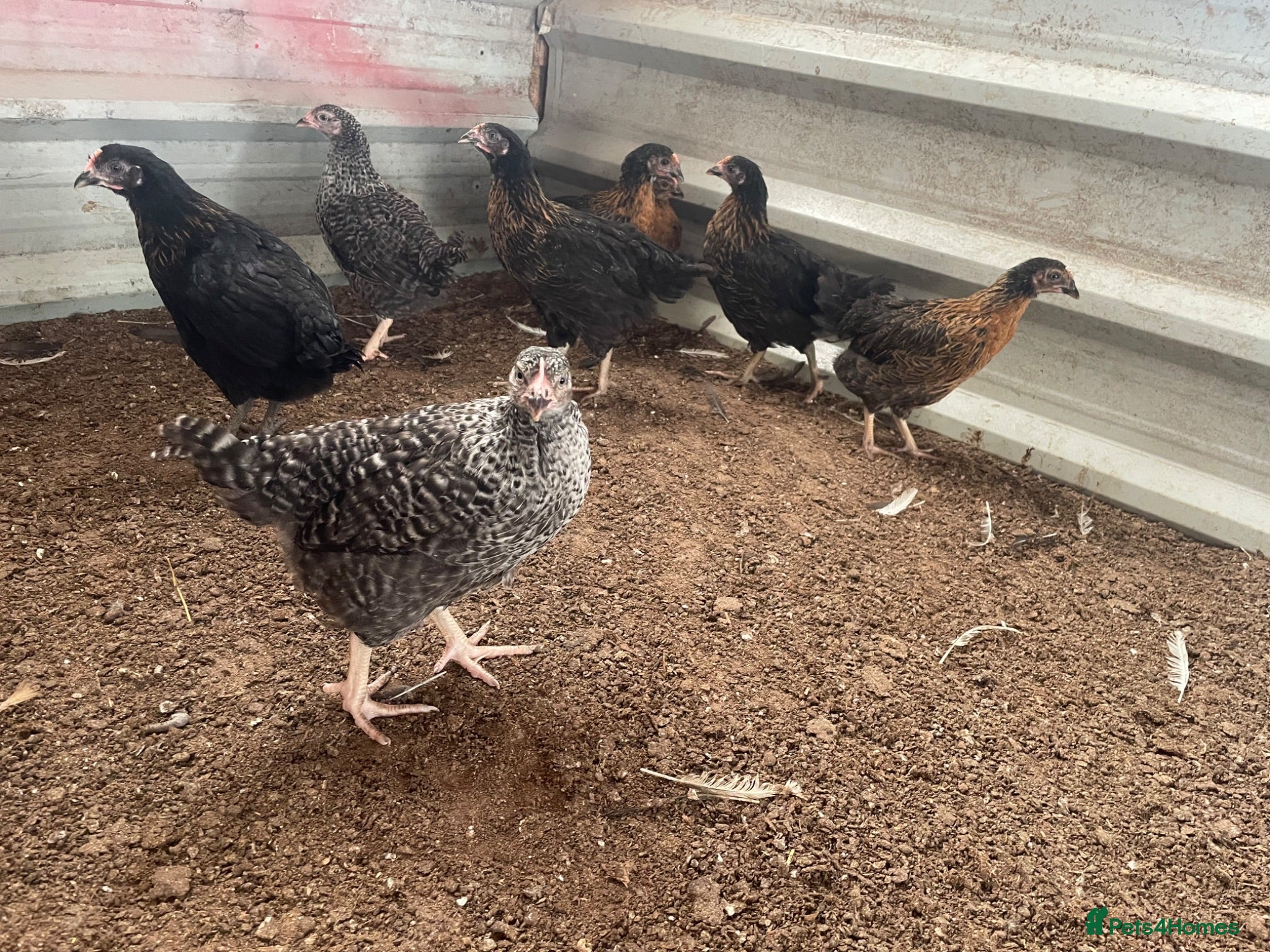 Chickens poultry Light Sussex, rhode rock . Barred rock pullets - Advert 2