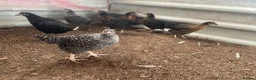 Chickens poultry for sale: Light Sussex, rhode rock . Barred rock pullets - Advert 2