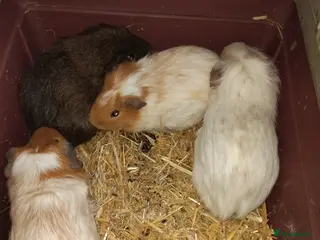 Guinea Pig rodents Young male guinea pigs - Advert 22