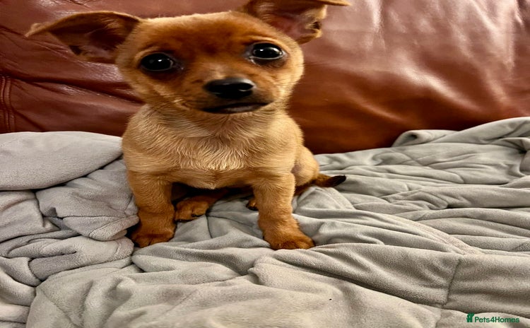 Chihuahua dogs - Advert 1