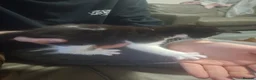 Mixed Breed cats for sale: Beautiful kittens for sale ready for home 17th May - Advert 19