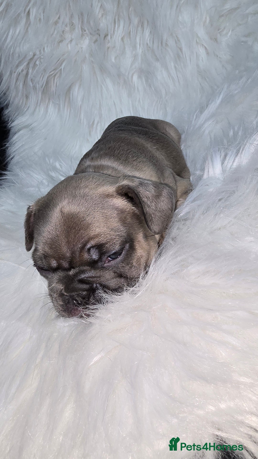 French Bulldog dogs for sale: Stunning french bulldog puppies - Advert 18