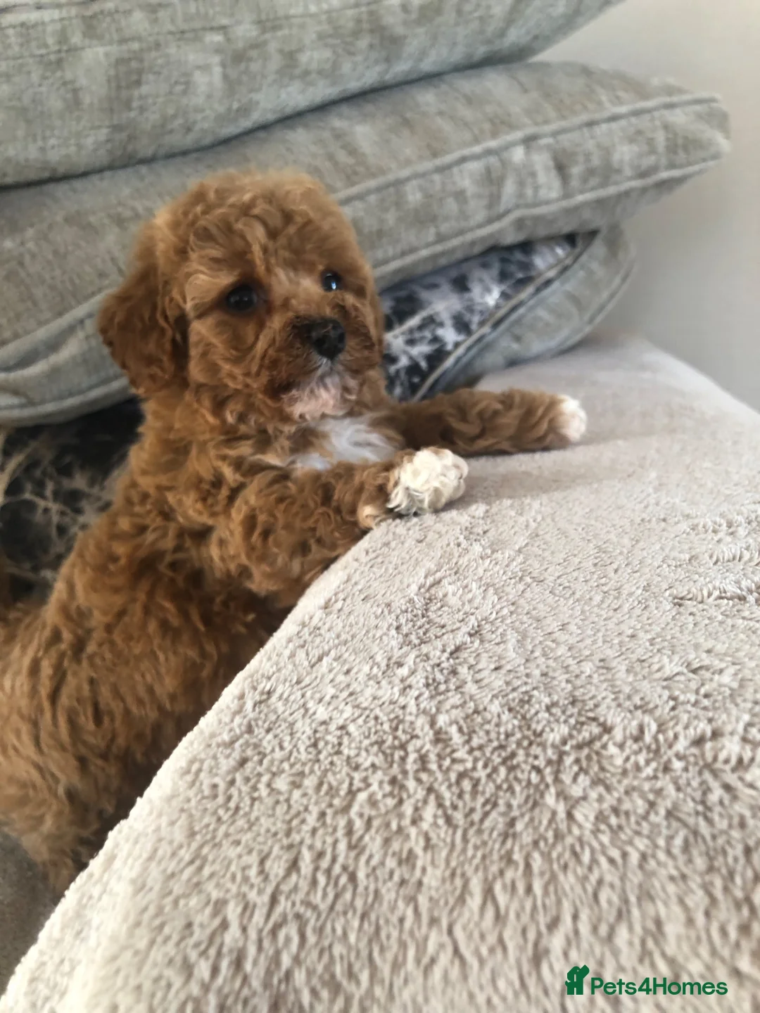 Cavapoochon dogs for sale: 🐾Kitty the cavapoo 🐾 - Advert 1