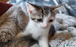 Mixed Breed cats for sale: 4 beautiful little kittens  - Image 1
