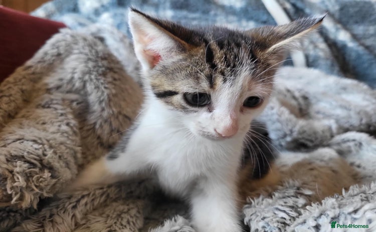 Mixed Breed cats - Advert 16