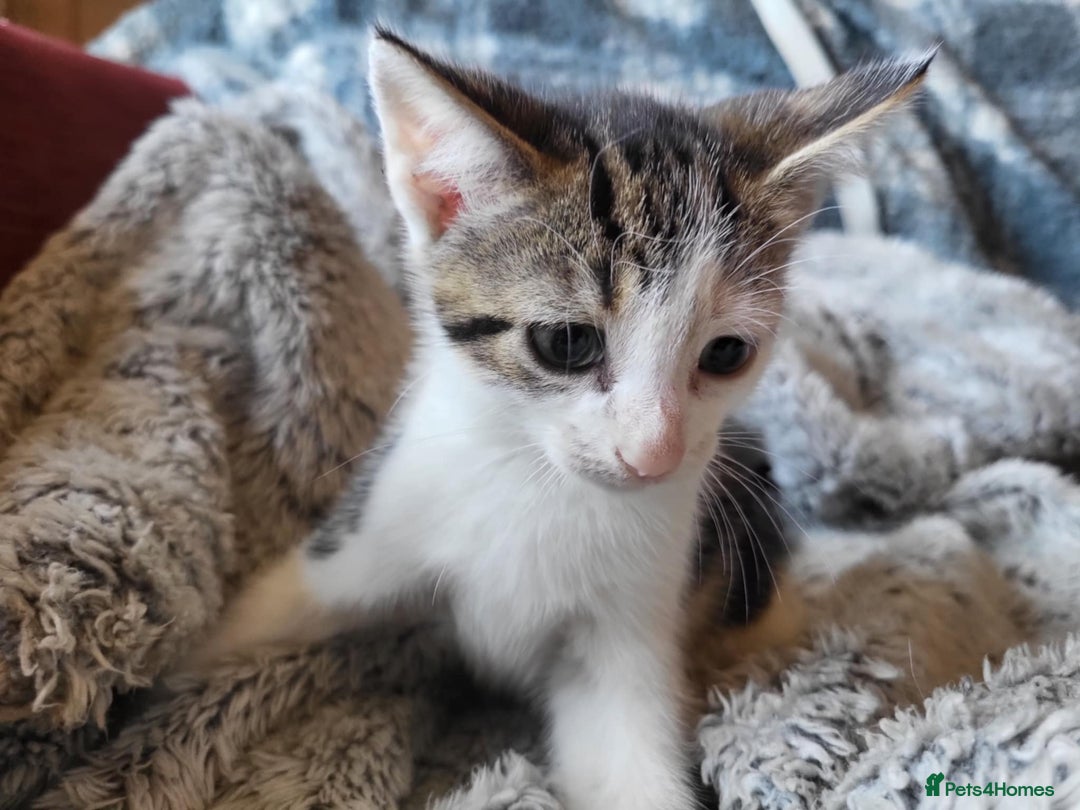 Mixed Breed cats for sale: 4 beautiful little kittens  - Image 1