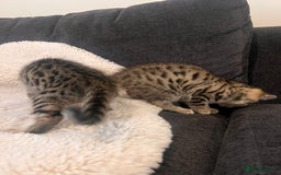 Bengal cats for sale: Female bengal kittens for sale  - Image 7