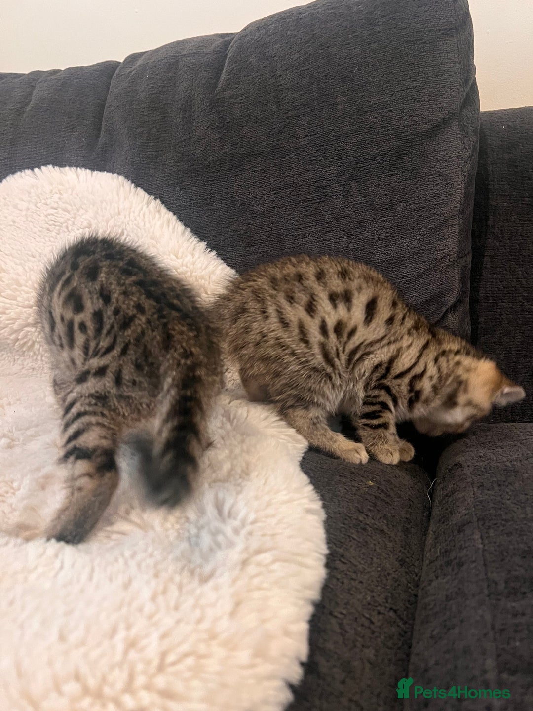 Bengal cats for sale: Female bengal kittens for sale  - Image 7
