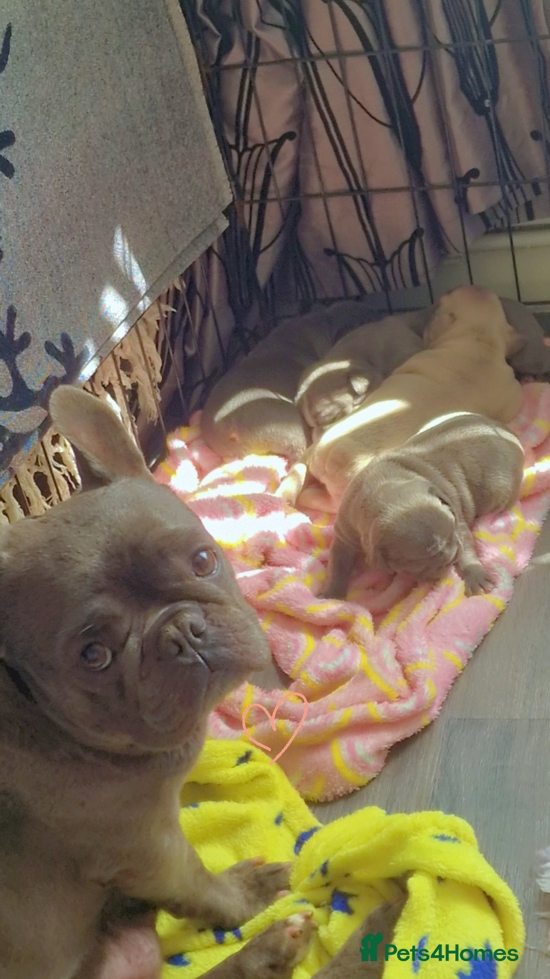 French Bulldog dogs for sale: french bulldog puppies  - Image 8