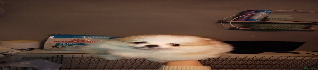 Pomeranian Puppy 1