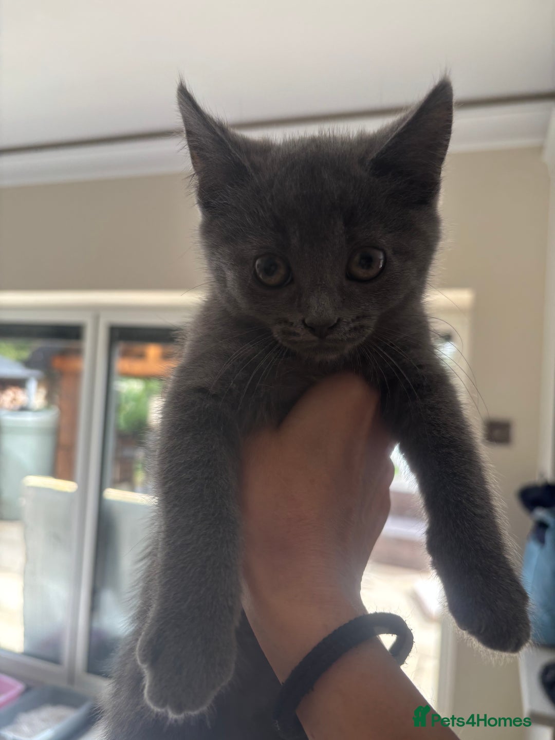 Mixed Breed cats for sale: Ready for new home!  - Image 7