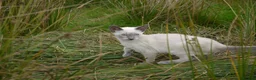 Siamese cats for sale: Adorable Siamese Kittens in Inverness - Advert 5
