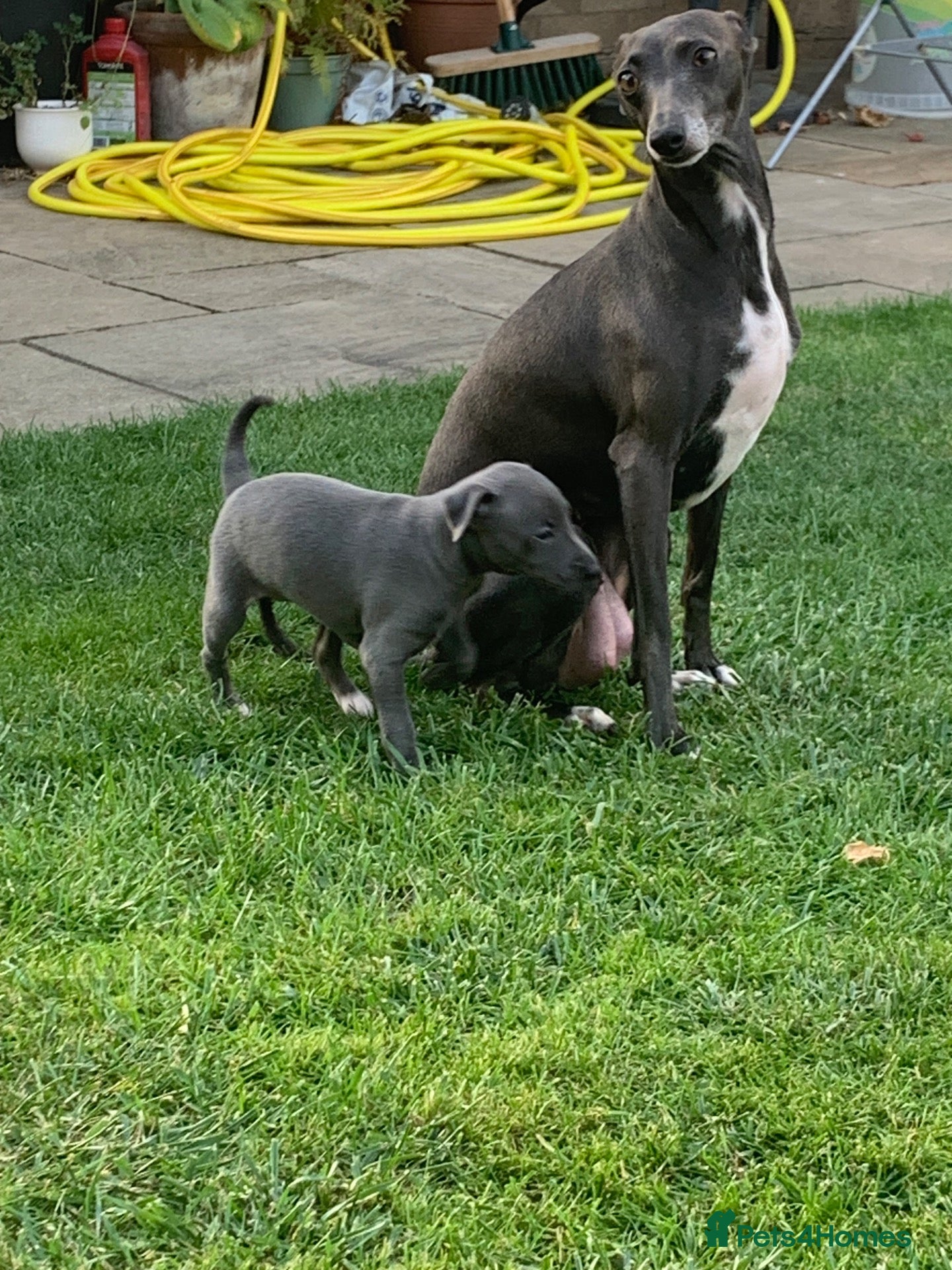 Italian Greyhound dogs KC italian greyhound puppie for sale  - Advert 2