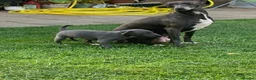 Italian Greyhound dogs for sale: KC italian greyhound puppie for sale  - Advert 2