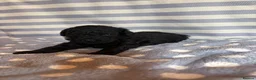 Shihpoo dogs for sale: Shihpoo puppies for sale  - Advert 9