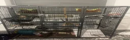 Rat rodents for sale: rats with full cage setup everything u need  in Warrington - Advert 3