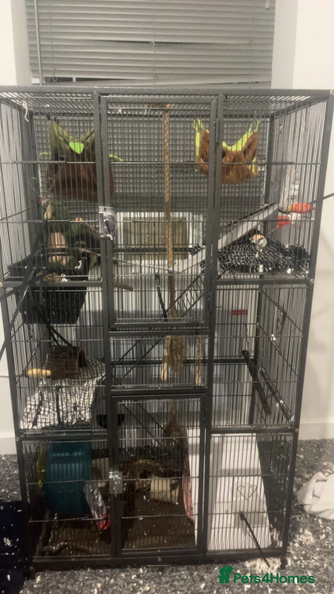 Rat rodents for sale: rats with full cage setup everything u need  in Warrington - Advert 3