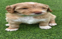 Australian Labradoodle dogs for sale: Australian Labradoodle Puppies  - Image 24