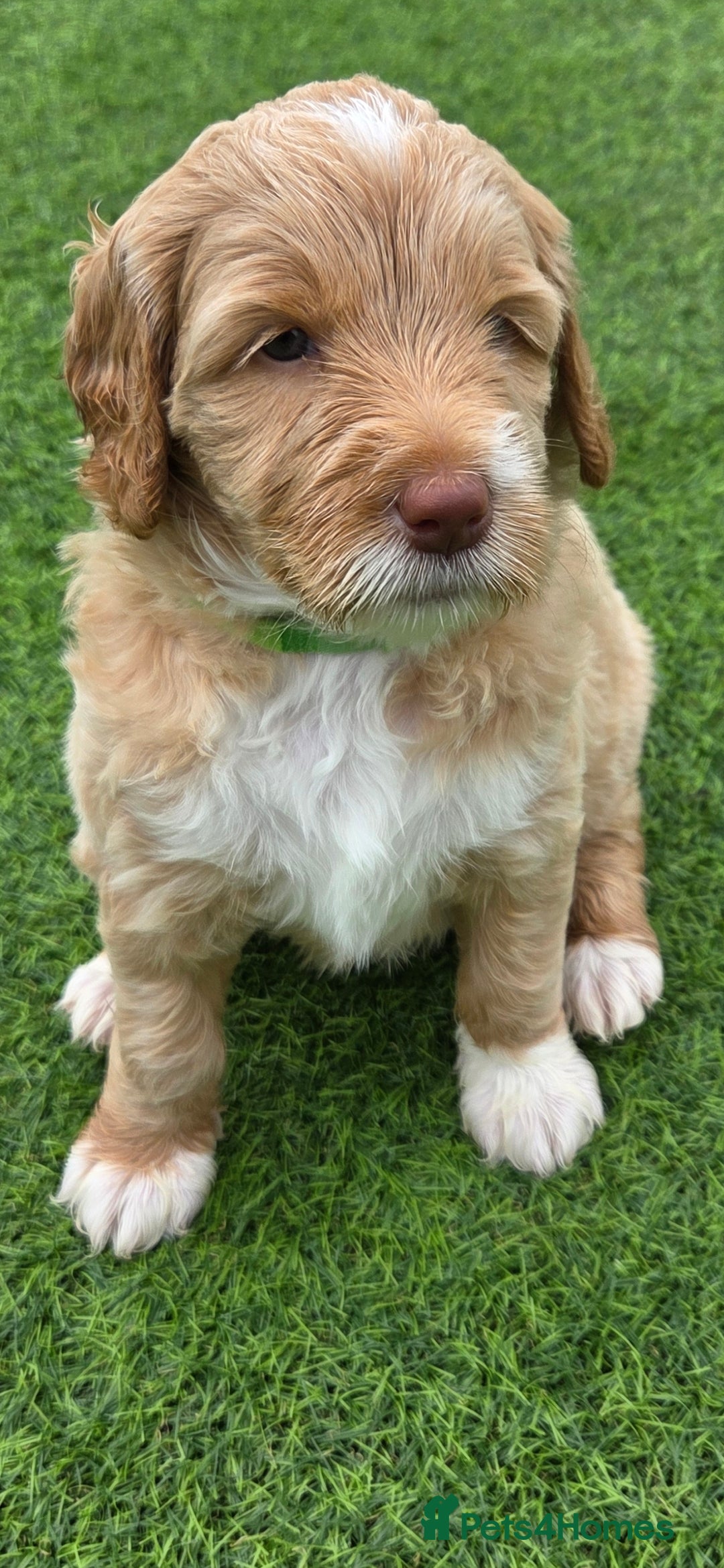 Australian Labradoodle dogs for sale: Australian Labradoodle Puppies  - Image 24