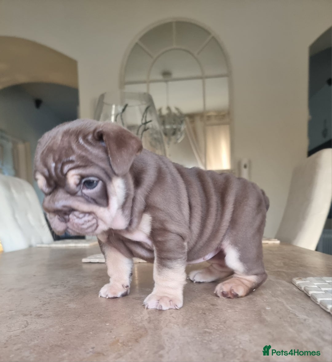 English Bulldog dogs for sale: Beautiful bulldog puppies - Advert 8