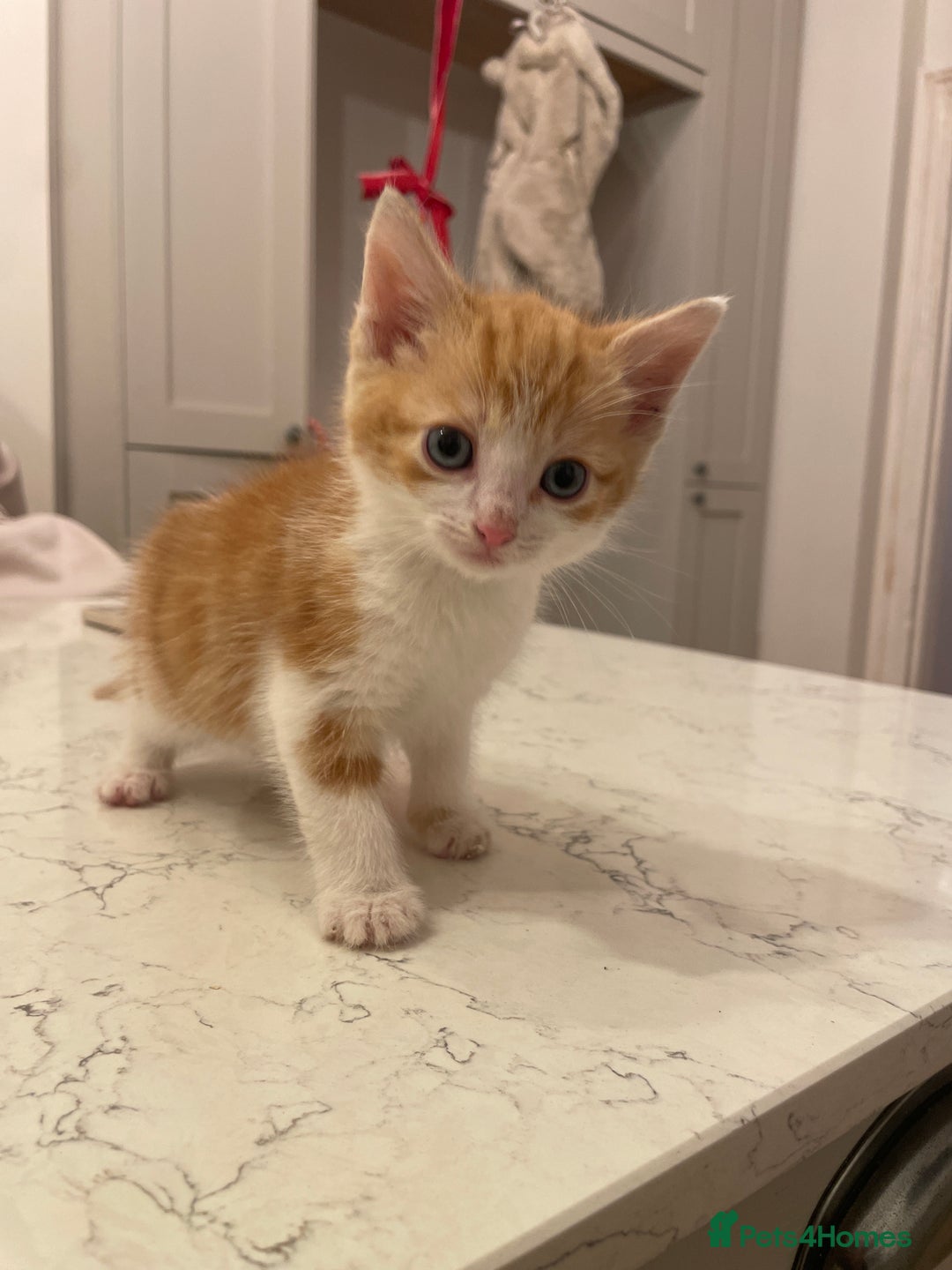 Mixed Breed cats for sale: 4 Beautfiul Kittens for Sale  - Advert 1