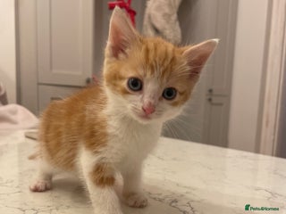 Mixed Breed cats 4 Beautfiul Kittens for Sale - Advert 2