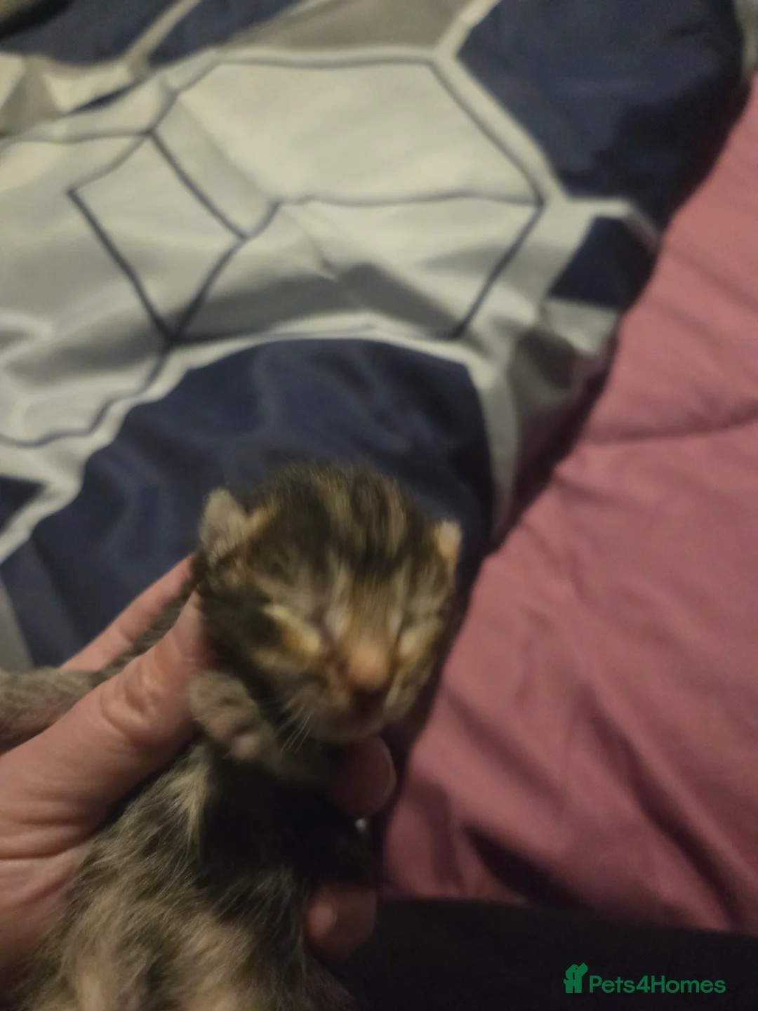 Mixed Breed cats for sale: 4 tabby kittens - Advert 1