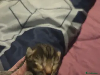 Mixed Breed cats 4 tabby kittens - Advert 1