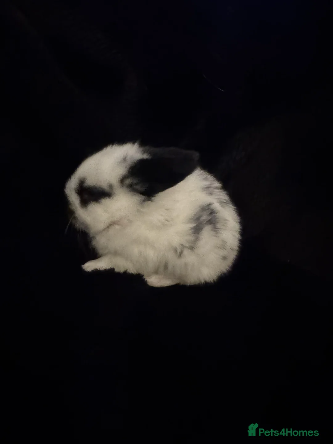 Mixed Breed rabbits for sale: 6 Adorable English Spot marking Lops - Advert 8