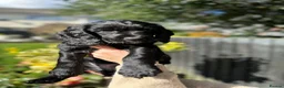 Cocker Spaniel dogs for sale: 3 Black Working Cocker Spaniel Boys READY NOW!  - Advert 3