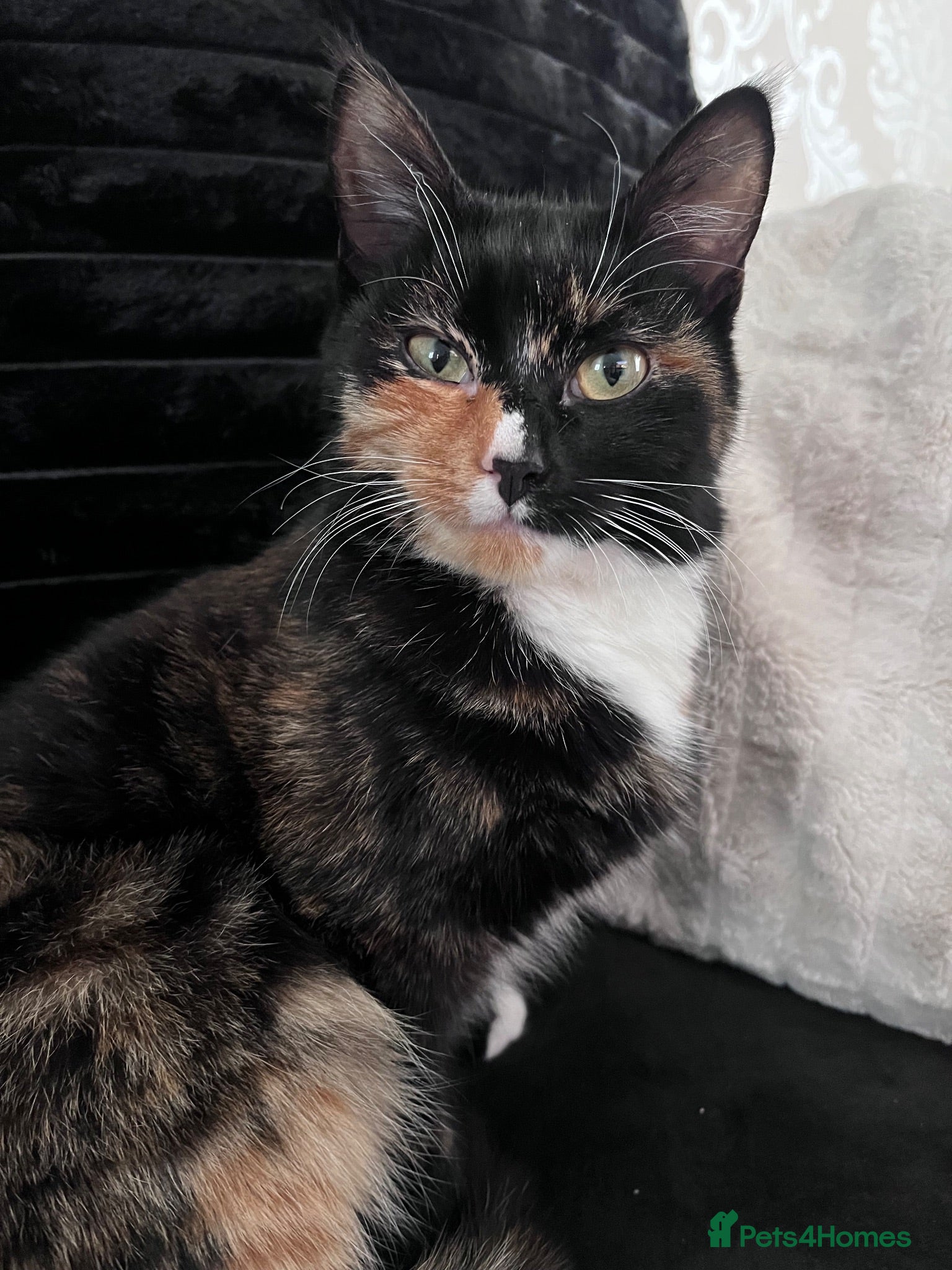 Mixed Breed cats 2 girls 2 boys mixed breed  - Advert 1