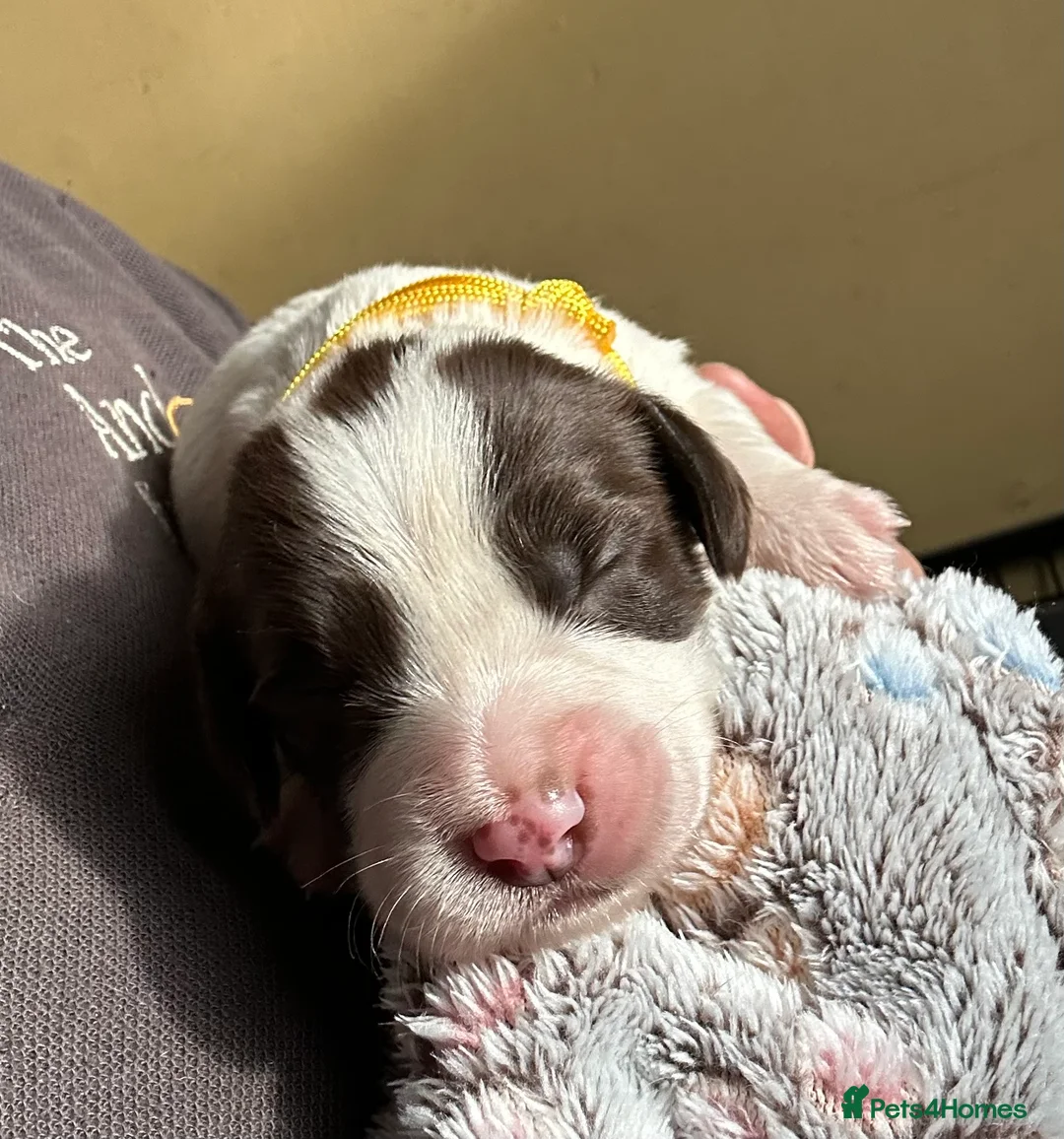 English Springer Spaniel dogs for sale: Stunning KC Reg ESS puppies with FTCH sire. - Advert 9