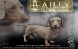 Miniature Dachshund dogs for sale: 5⭐️BREEDERS🏆KCREG🌸6GIRL💙1BOY🩺HEALTH TESTED🧬 - Image 33