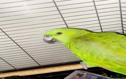 Parrots birds for sale: Female Tame Baby Yellow Nape Amazon With Papers - Advert 5